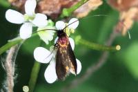 Cauchas rufimitrella