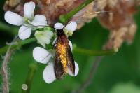 Cauchas rufimitrella
