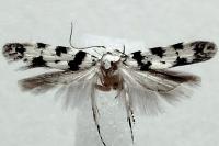 Pseudotelphusa scalella