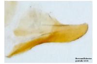 Blastodacna hellerella