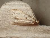 Diurnea fagella