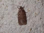 Agonopterix