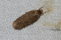 Agonopterix ciliella/heracliana
