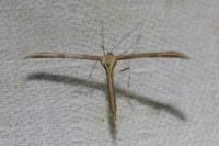 Emmelina monodactyla