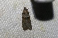 Tortricodes alternella