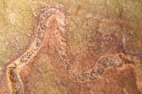 Stigmella glutinosae