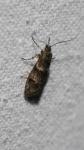 Dasystoma salicella