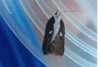 Acleris cristana