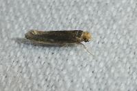 Monopis nigricantella