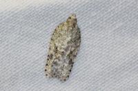 Acleris literana