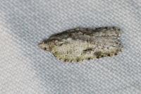 Acleris literana
