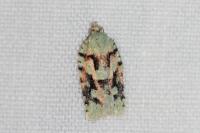 Acleris literana