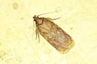 Depressaria