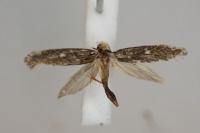 Monopis nigricantella