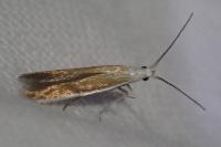 Coleophora colutella