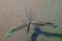 Stenoptilia zophodactyla