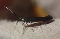 Coleophora paramayrella