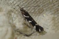 Eteobalea albiapicella