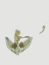 Agonopterix heracliana