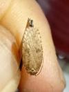 Agonopterix heracliana
