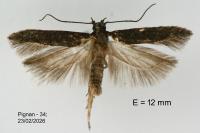 Carpatolechia decorella