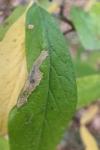 Phyllonorycter mespilella