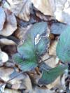 Stigmella aurella
