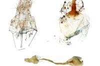 Agonopterix carduncelli