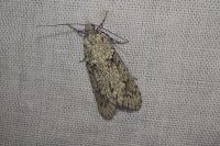 Diurnea fagella