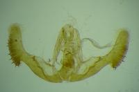 Notocelia trimaculana