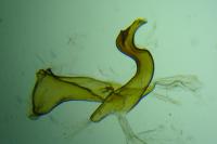 Capperia fusca