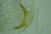 Argyresthia dilectella