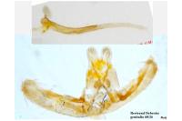 Elachista occidentalis