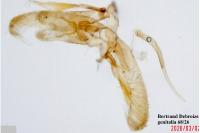 Elachista occidentalis