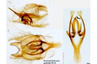 Tischeria ekebladella