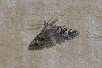 Alucita hexadactyla
