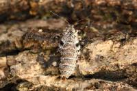 Dasystoma salicella