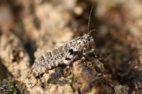 Dasystoma salicella