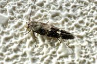 Mompha subbistrigella
