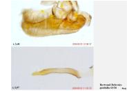 Elachista exigua