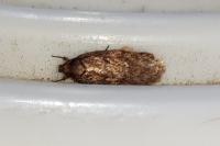 Depressaria