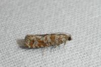 Rhyacionia miniatana