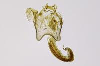 Stigmella basiguttella