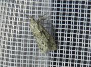 Diurnea fagella