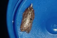 Acleris cristana