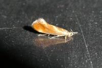 Metalampra italica