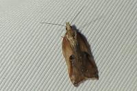 Acleris cristana