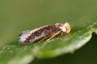 Glaucolepis melanoptera