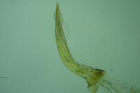 Depressaria pulcherrimella