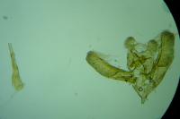 Elachista canapennella